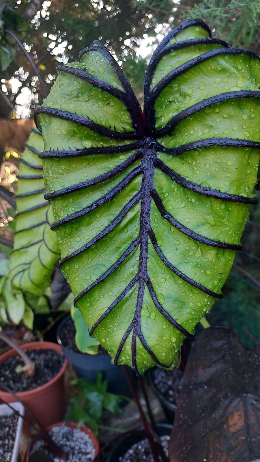 Colocasia Pharaos Mask